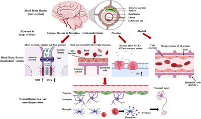 Effects of Drugs of Abuse on the Blood-Brain Barrier: A Brief Overview